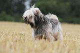 TERRIER DU TIBET 016